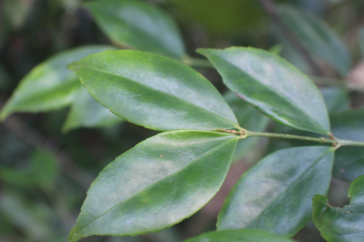 Euonymus walkeri Wight